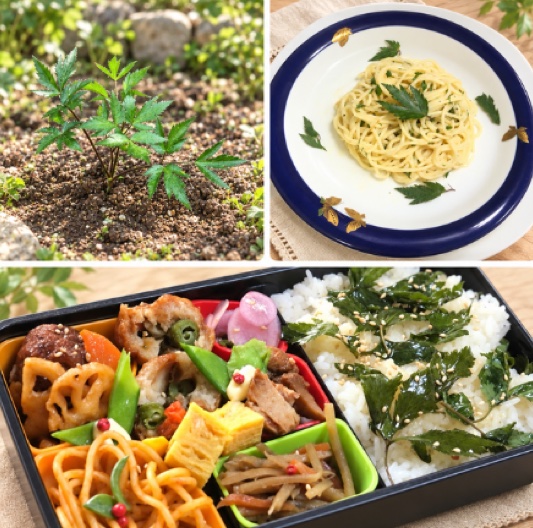 庭の大和当帰・カルボナーラ・お弁当